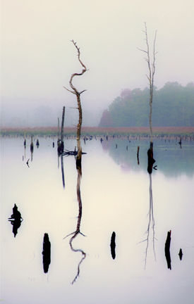 The Pine Barrens