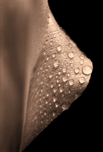 © Richard Speedy