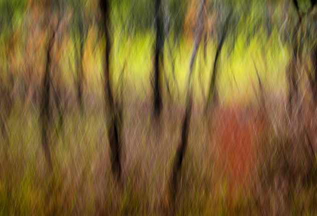 © Richard Speedy